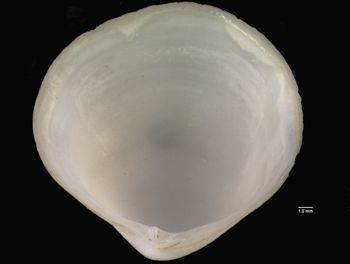 Media type: image; Malacology 177059